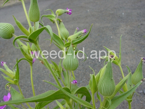 catchfly, cone